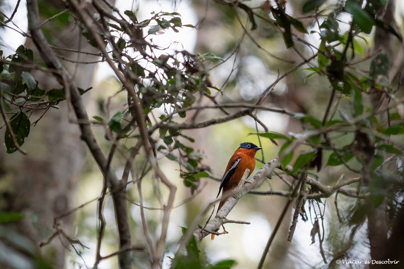 un pájaro de color naranja en el Parque Nacional Andasibe-Mantadia