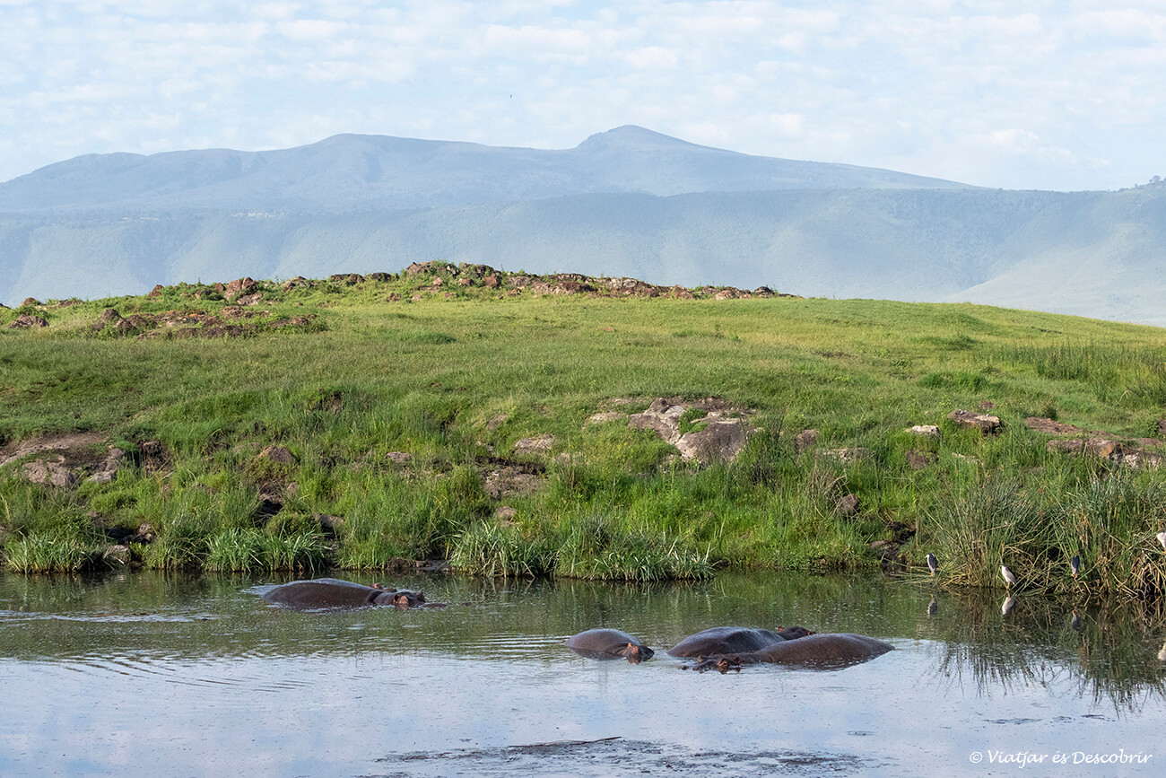 detalles de uno de los paisajes más bonitos de Tanzania con una balsa con hipopótamos