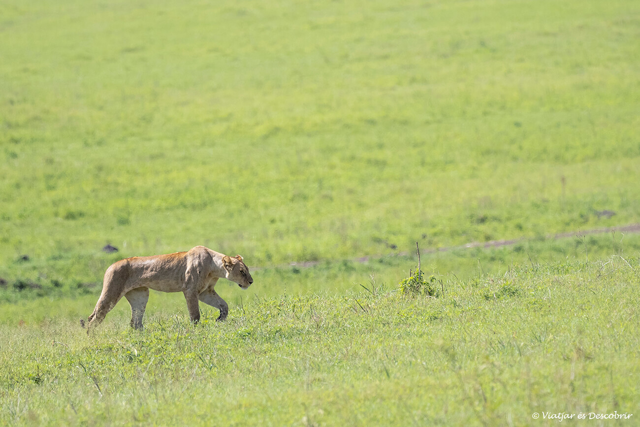 una leona caminando entre la hierba del interior del cráter del Ngorongoro