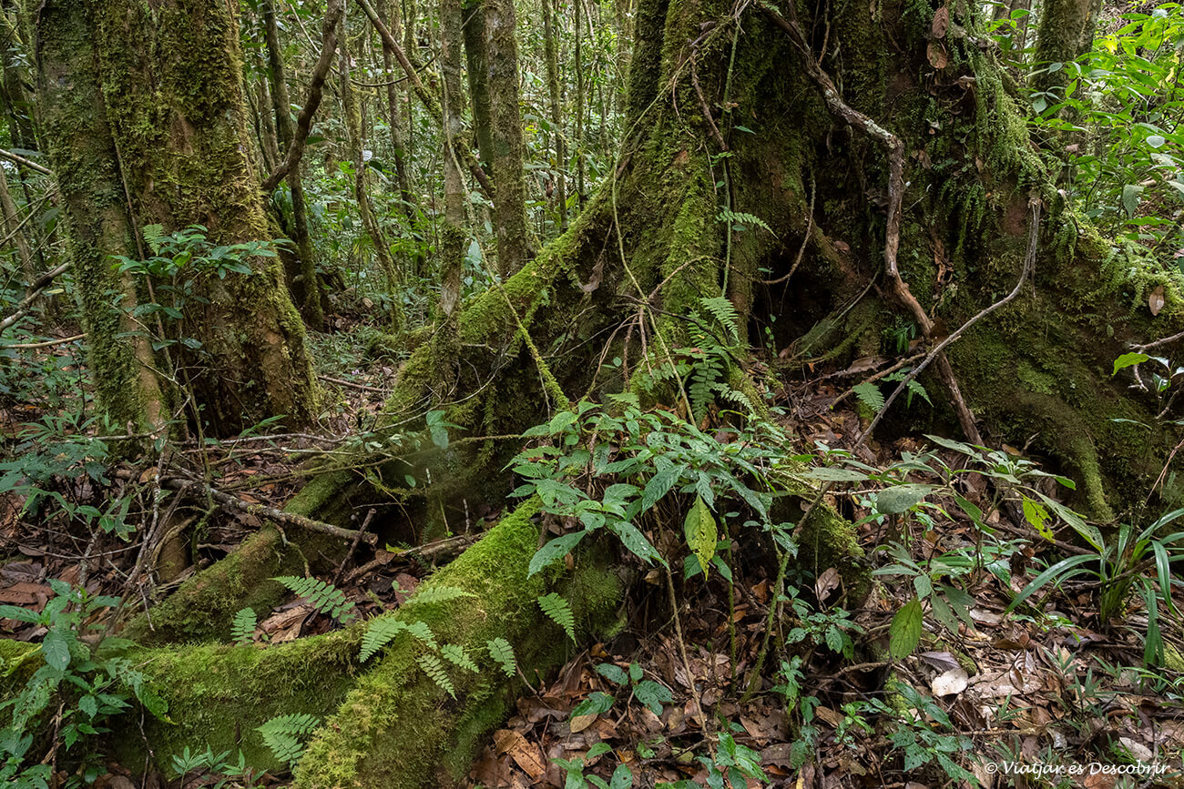detalles de la vegetación de la selva del Parque Nacional Mantadia