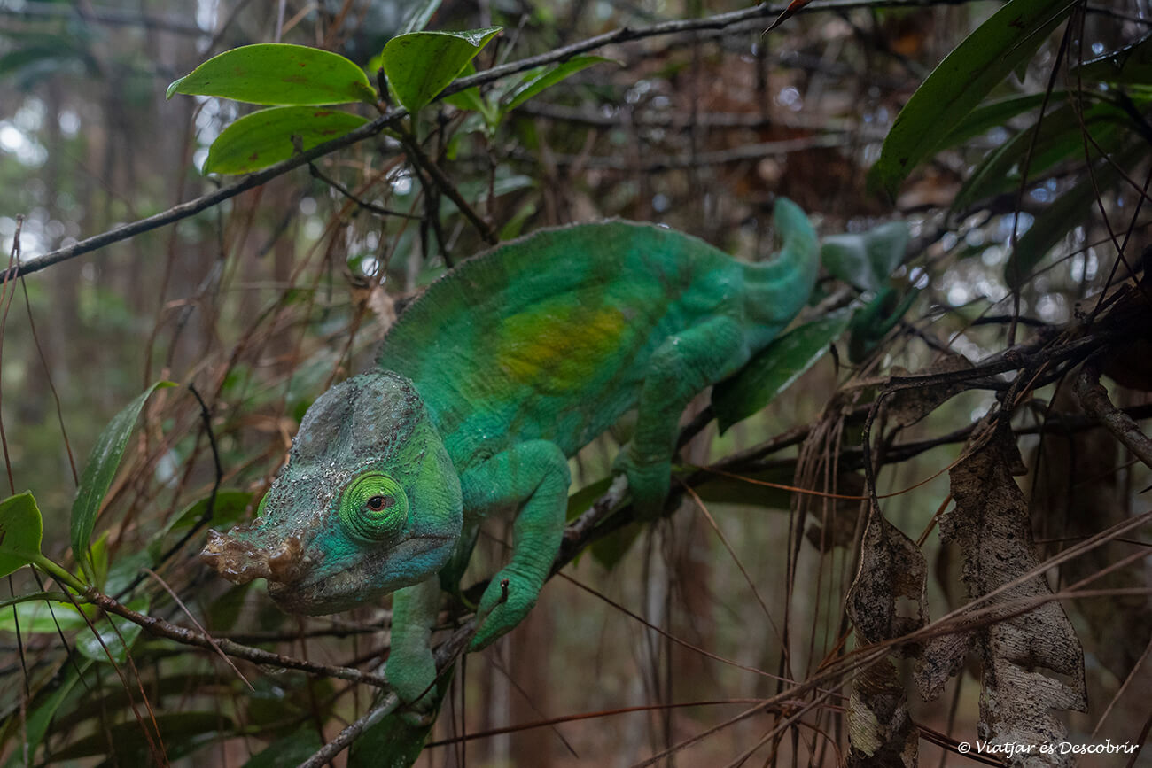 camaleón de Parson en Madagascar