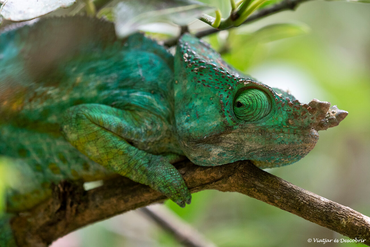 un camaleón de Parson que es la mayor especie del mundo