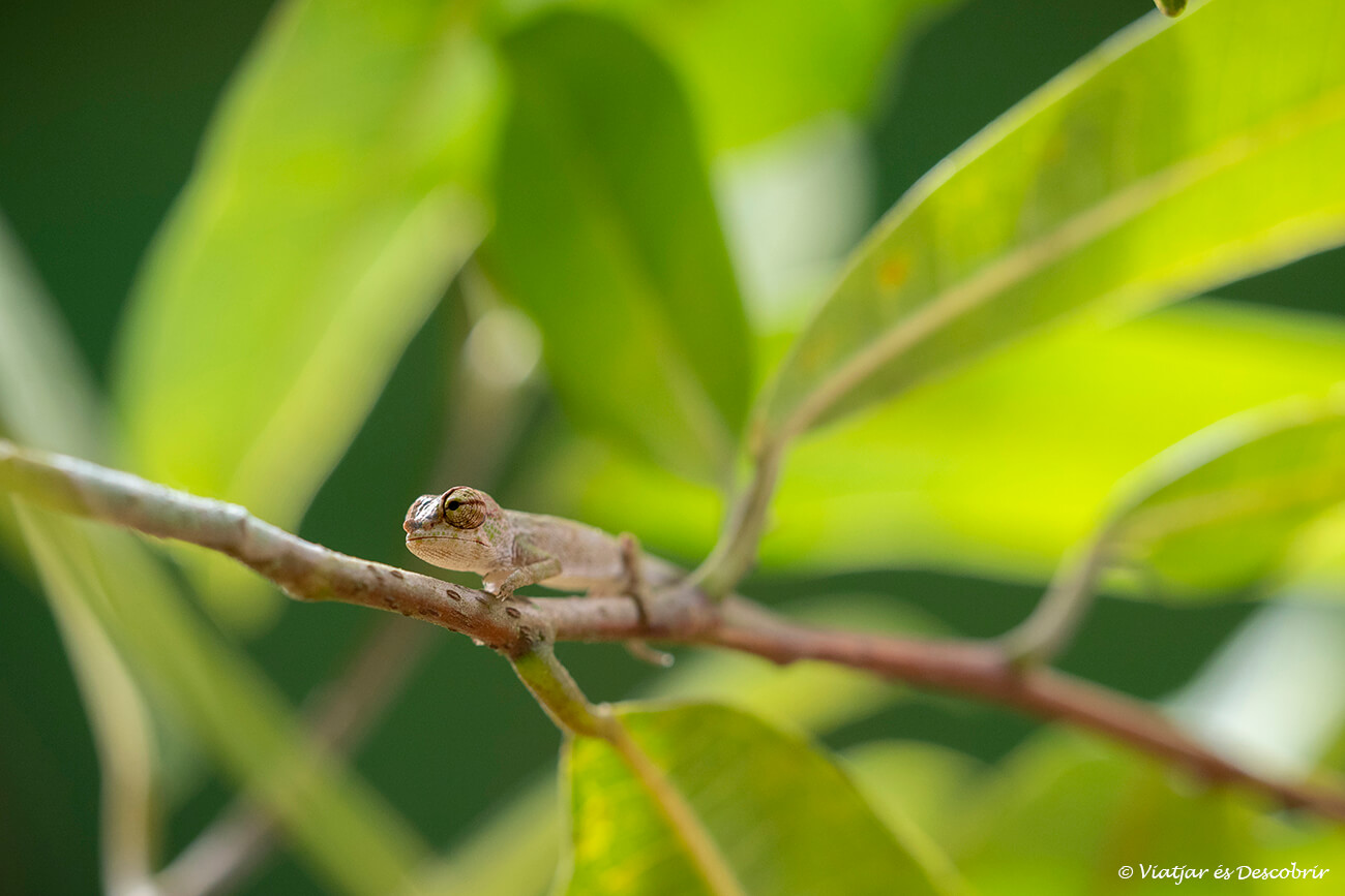 un pequeño camaleón entre las hojas de un árbol en la entrada de la reserva de V´.OIMMA