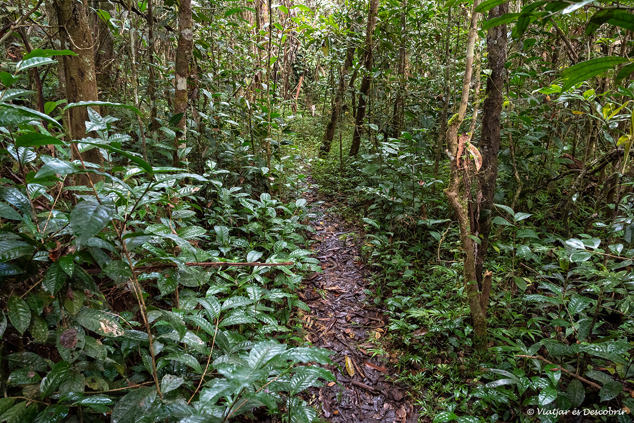 caminos por la selva de VOIMMA en Andasibe