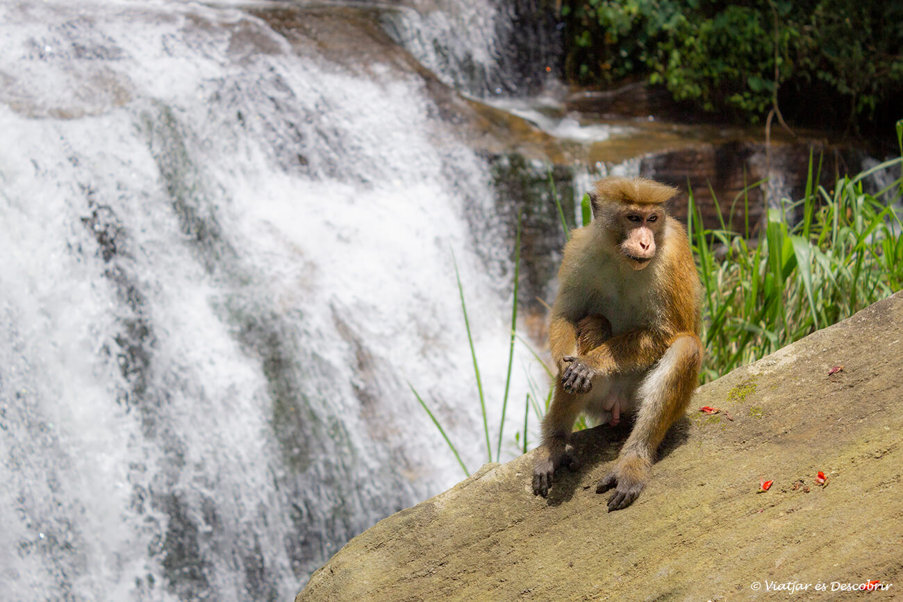 un macaco frente a una de las múltiples cascadas que se pueden ver por las carreteras de las tierras altas