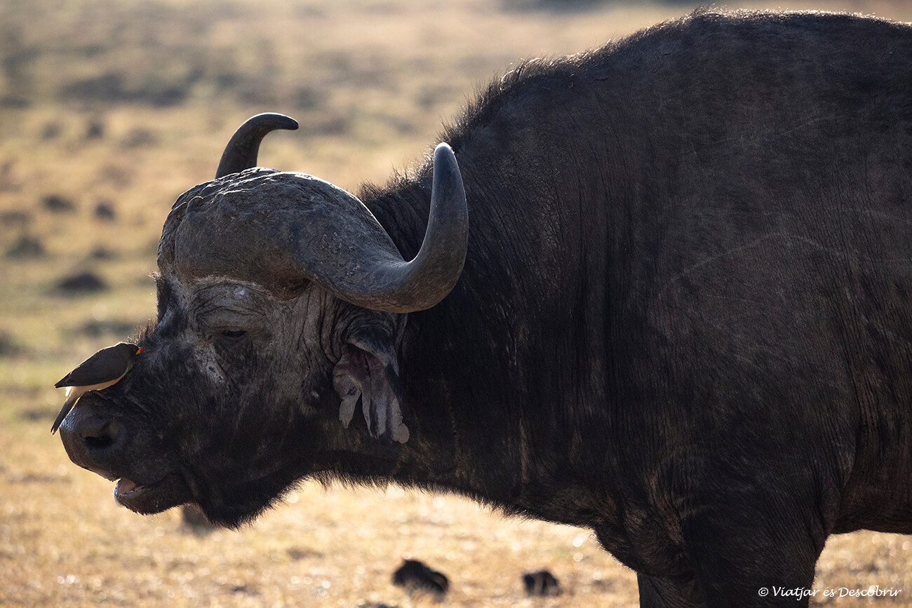 un búfalo y un pájaro en la reserva del masai mara