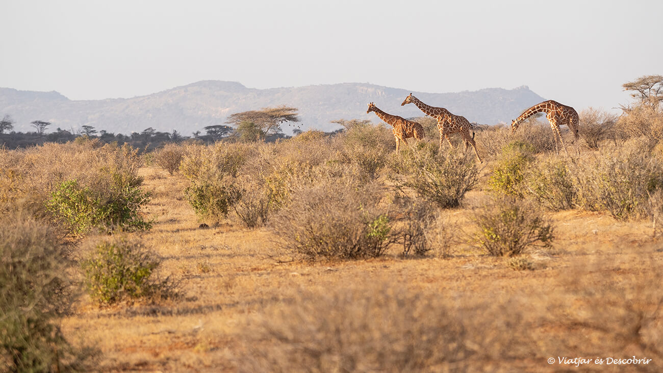 tres jirafas en la reserva nacional de samburu