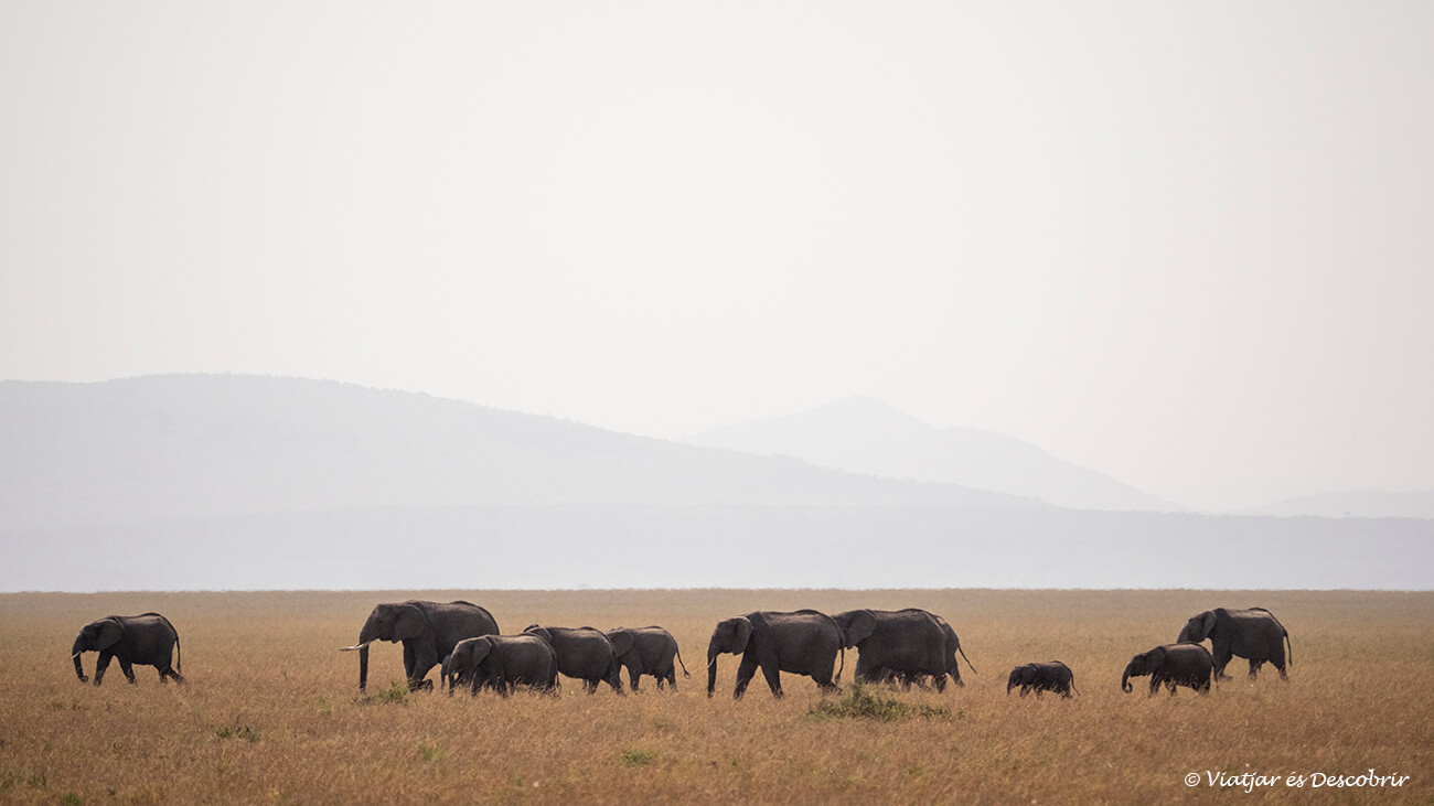 consejos para viajar a Kenia: grupo de elefantes en el masai mara