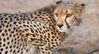 Consejos para viajar a Kenia por libre o con agencia