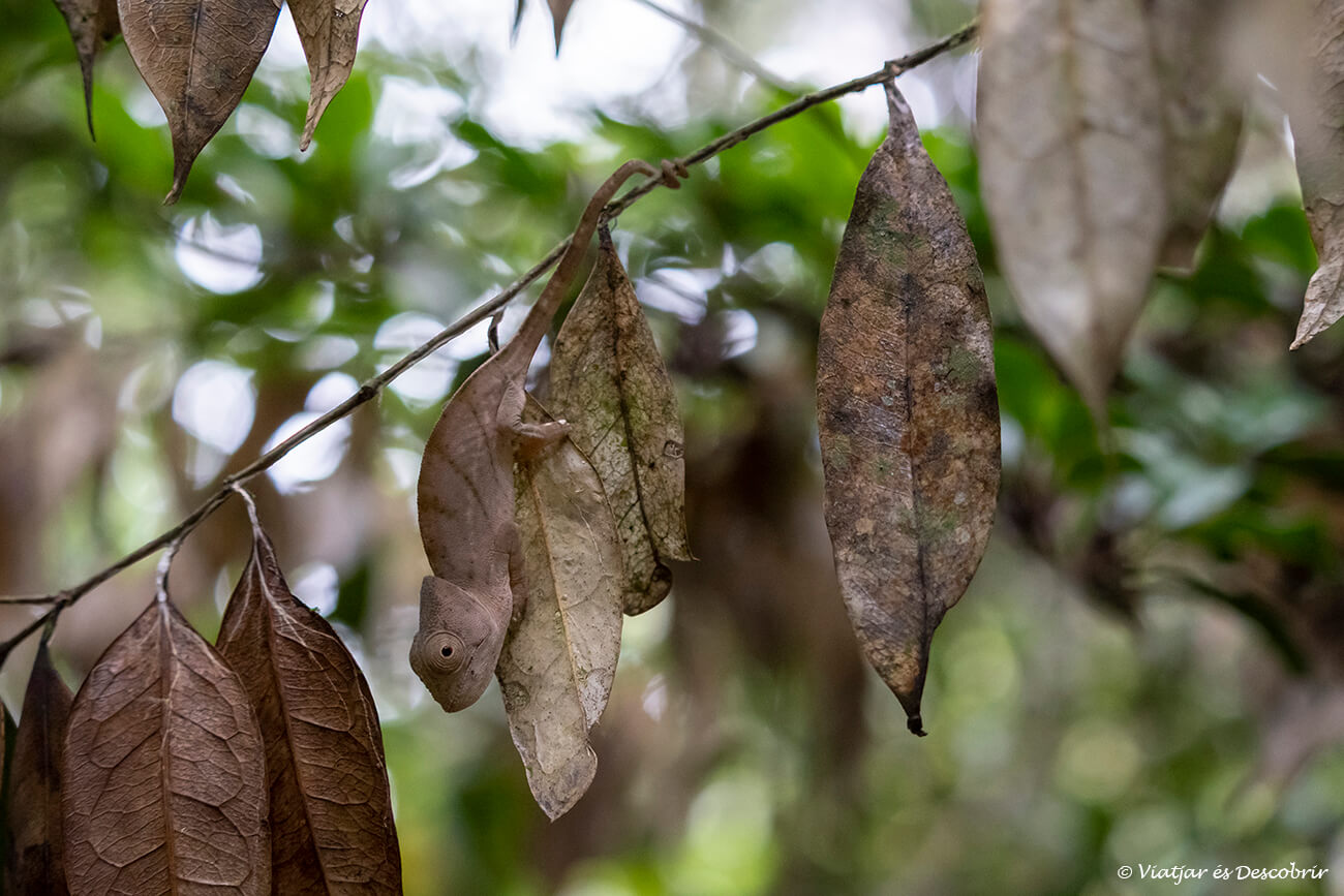 al visitar el Parque Nacional Andasibe-Mantadia aparte de lémures también se pueden ver muchas especies de lémures y por eso es importante tener un buen guía con buena vista