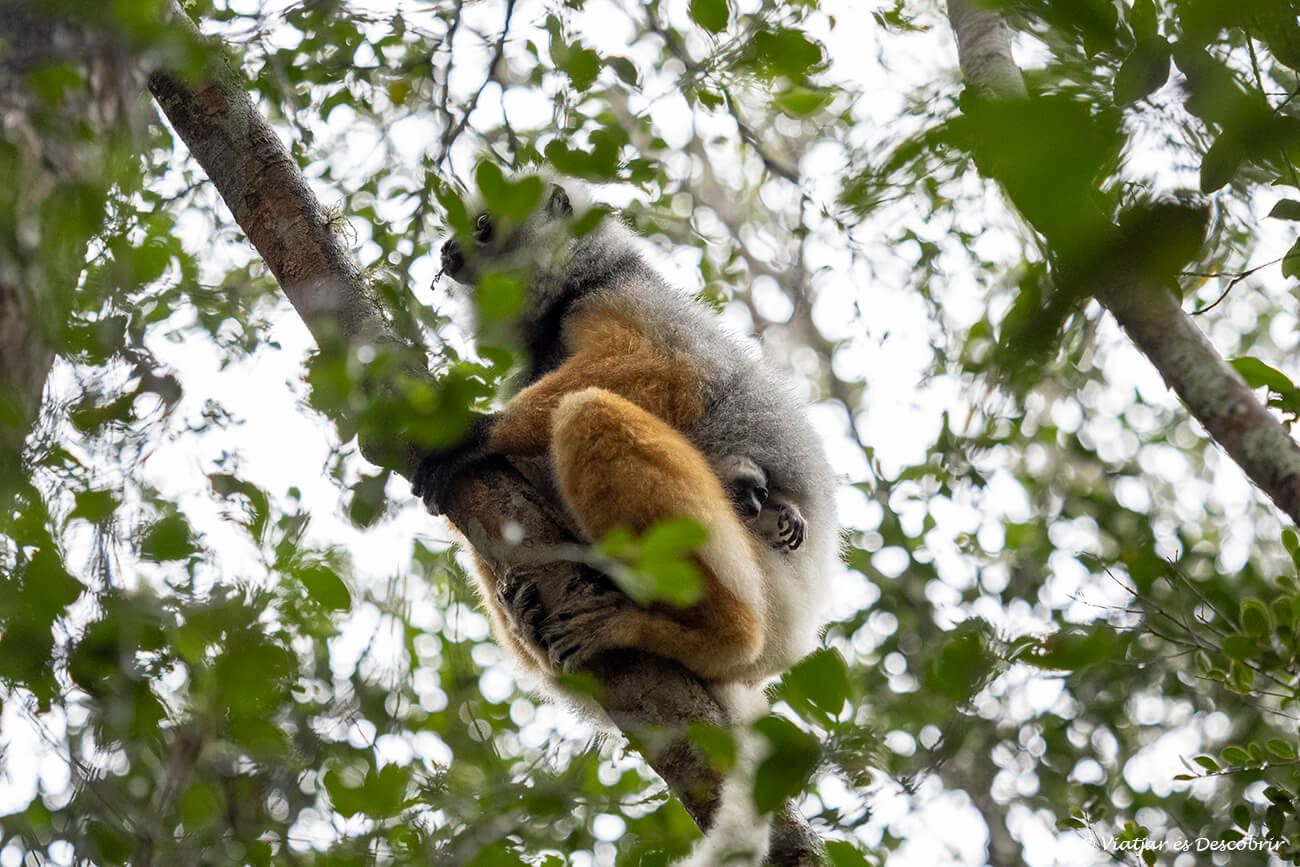 un sifaca de diadema con su cría
