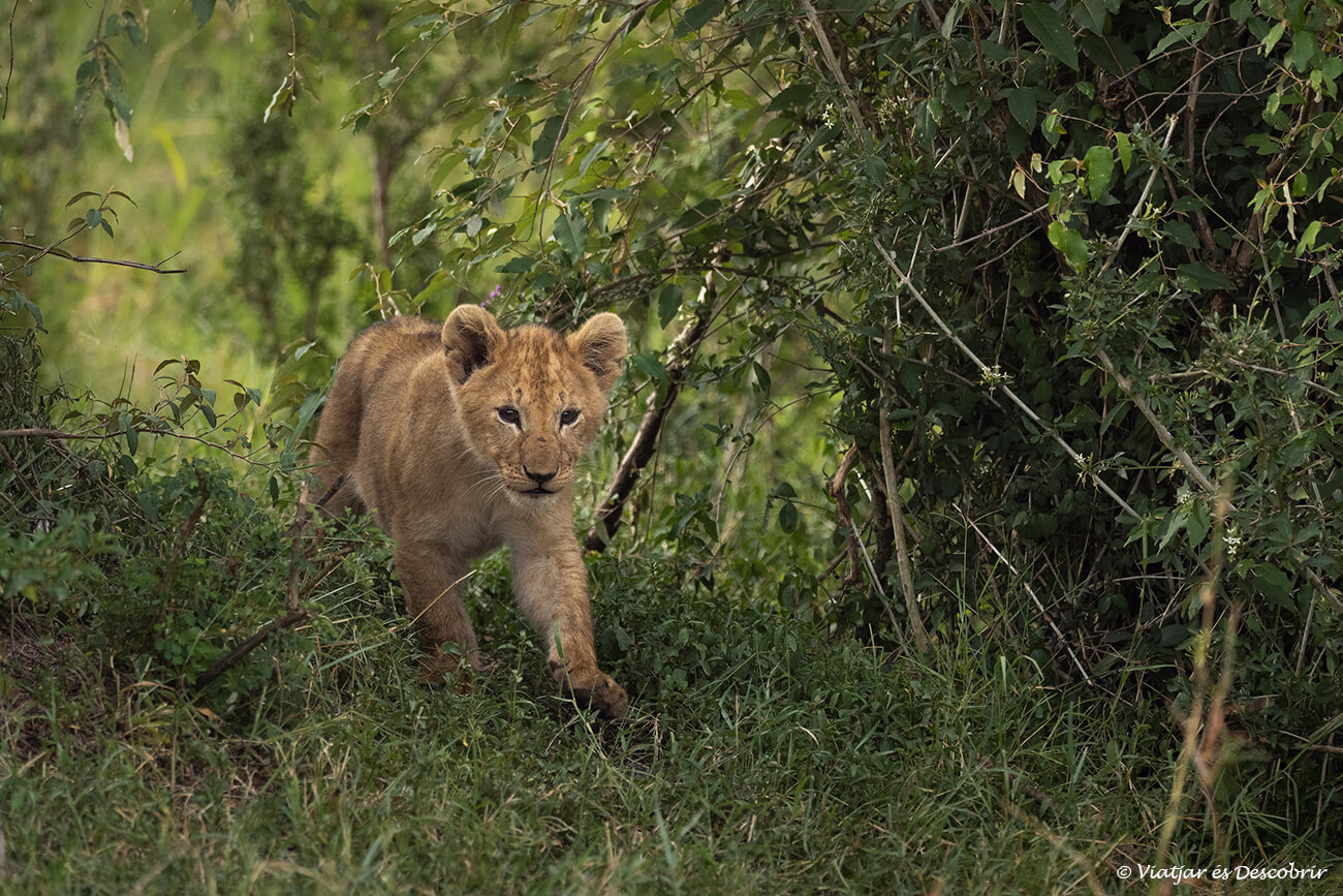 una pequeña cría de león saliendo entre unos arbustos en el masai mara