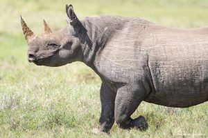 Lee más sobre el artículo Safari en el Ngorongoro: cómo bajar hasta el cráter y precio