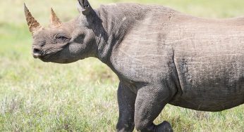 Safari en el Ngorongoro: cómo bajar hasta el cráter y precio