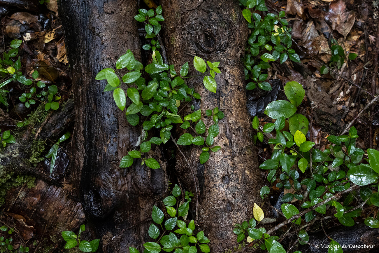 troncos y vegetación cerca del Parque Nacional Andasibe-Mantadia