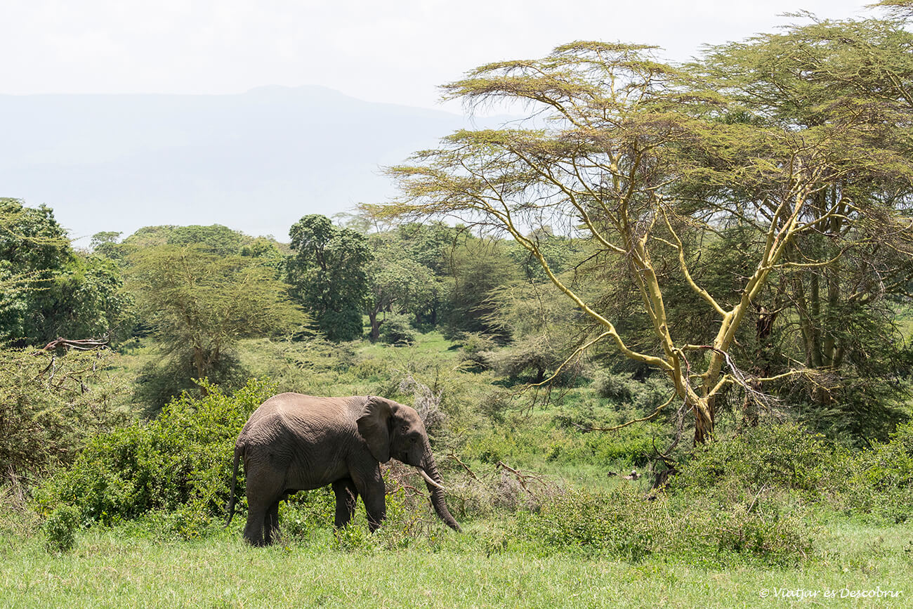 elefante en el bosque que cubre una parte del cráter del Ngorongoro y por donde pasé al final del segundo safari por este emblemático lugar de Tanzania