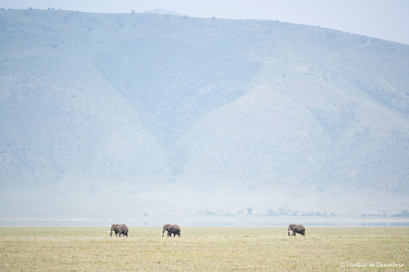 detalles de tres elefantes caminando por el interior del cráter del Ngorongoro con las paredes que limitan la caldera al fondo
