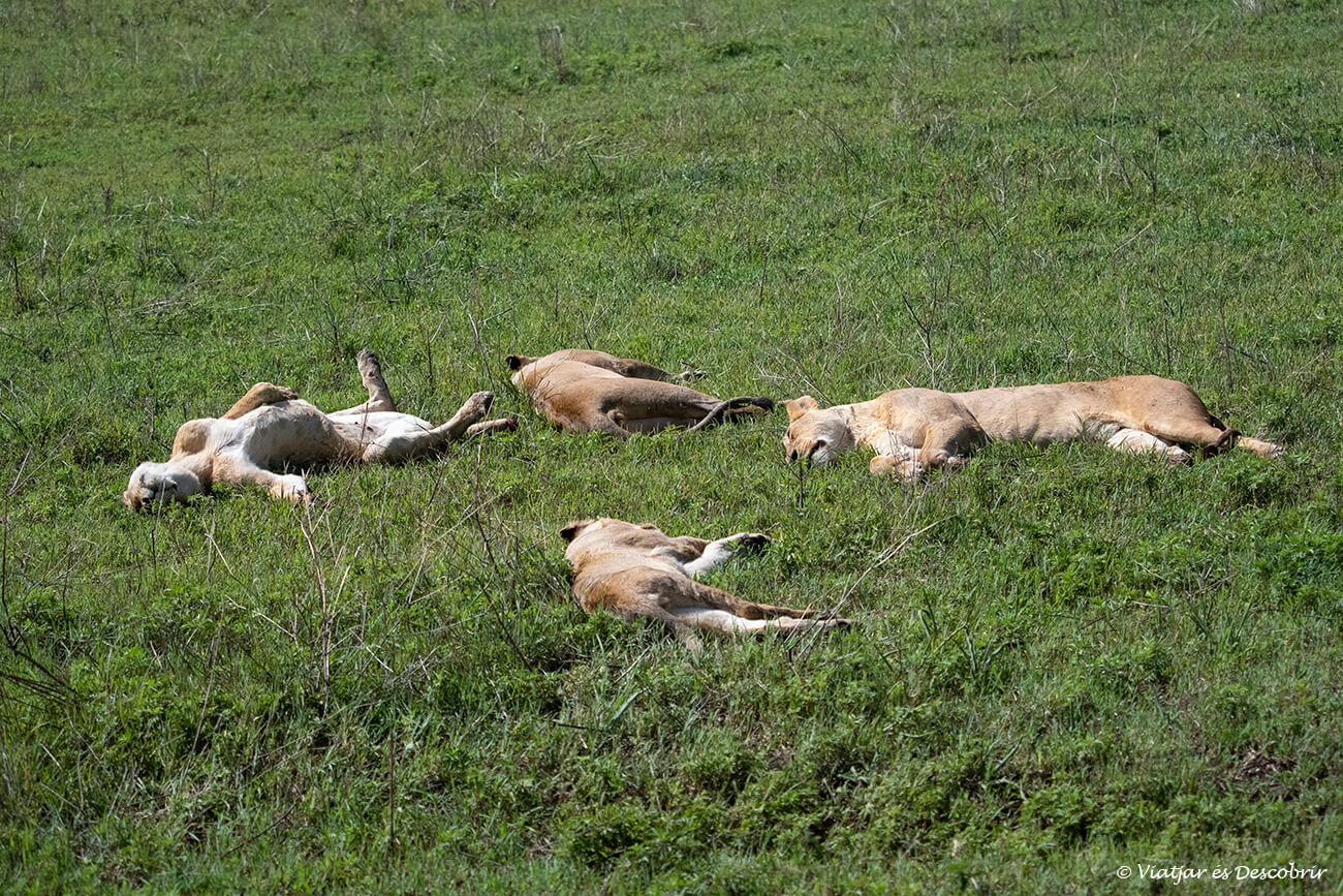 grupo de leones salvajes durmiendo durante las horas de mayor calor del día