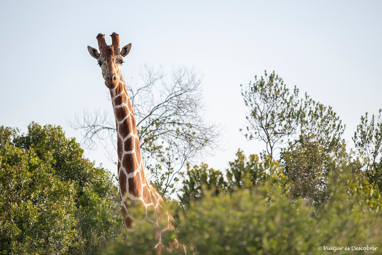 una jirafa entre unos árboles en la reserva de ol pejeta