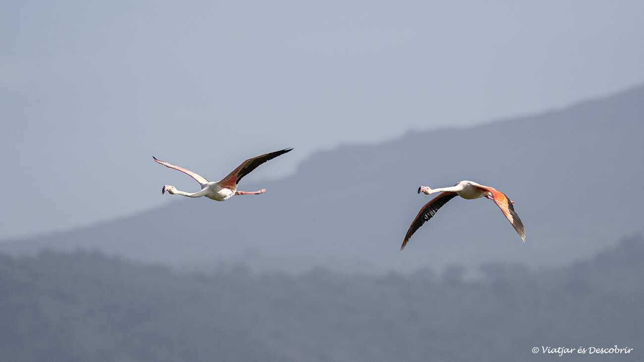 flamencos volando durante un safari en el Ngorongoro en Tanzania