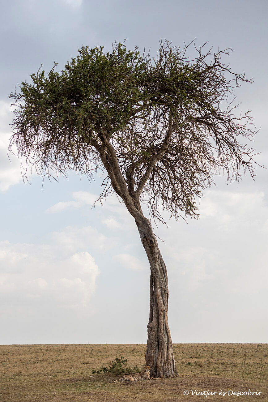 un consejos al viajar a Kenia por libre es que mirar a las ramas y bajo los árboles para encontrar felinos como este guepardo