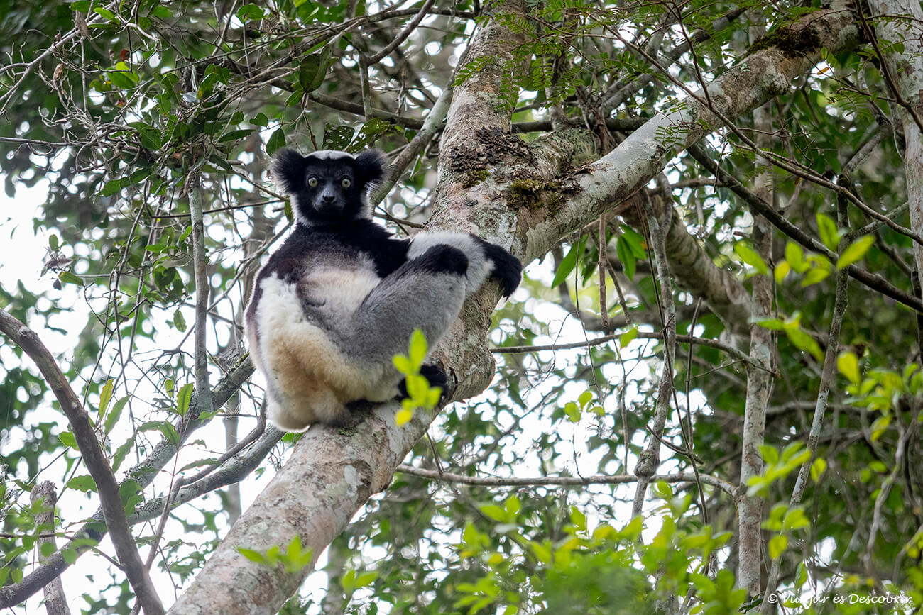 indri indri mirando a la cámara desde lo alto de un árbol por la mañana después de haber cantado y comido