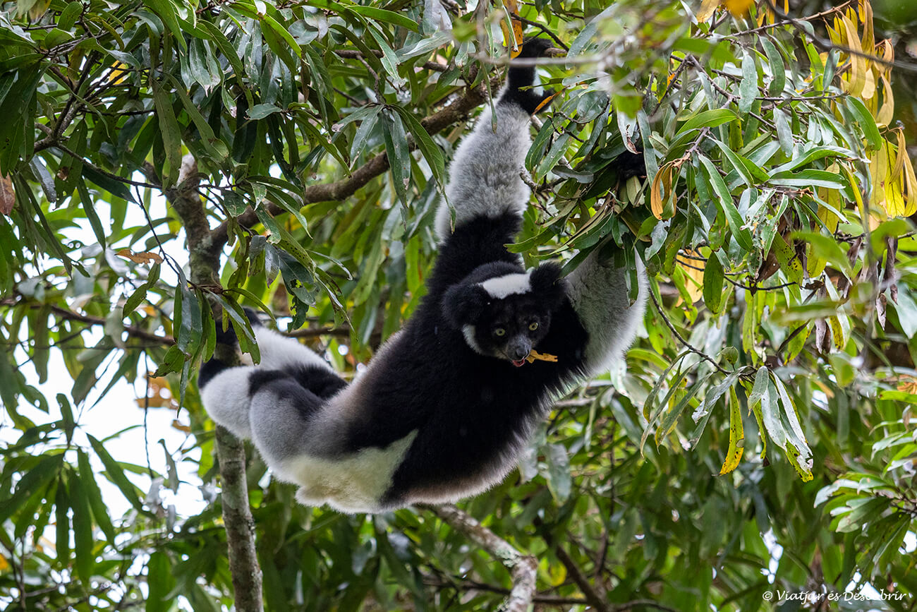 indri indri comido hojas