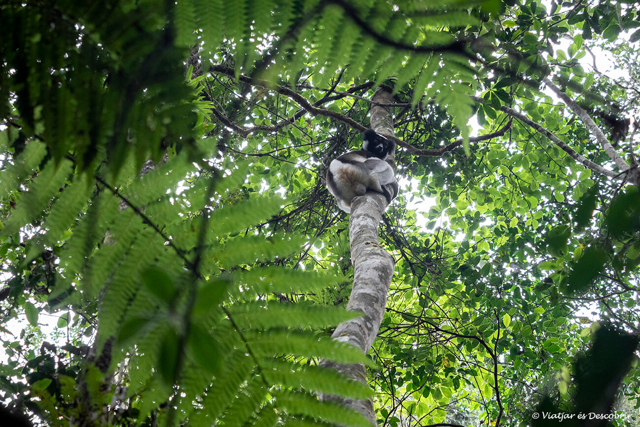 un indri indri en el Parque Nacional Andasibe-Mantadia