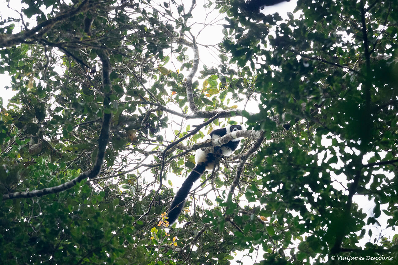 un lémur de collar en las copas de los árboles