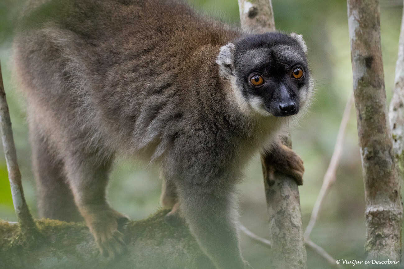 un lémur marrón en la reserva de VOIMMA junto al Parque Nacional Andasibe-Mantadia