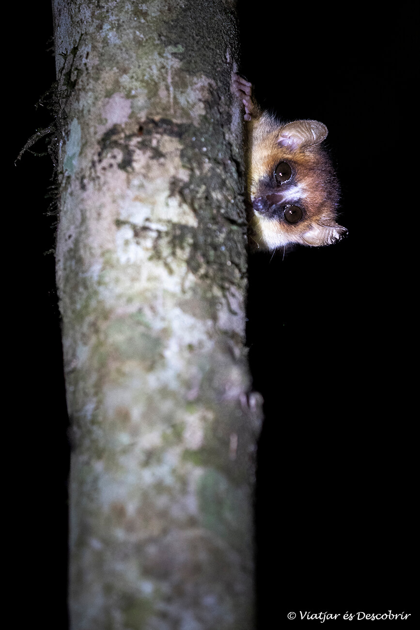 un lémur ratón en Madagascar uno de los primates más pequeños del planeta