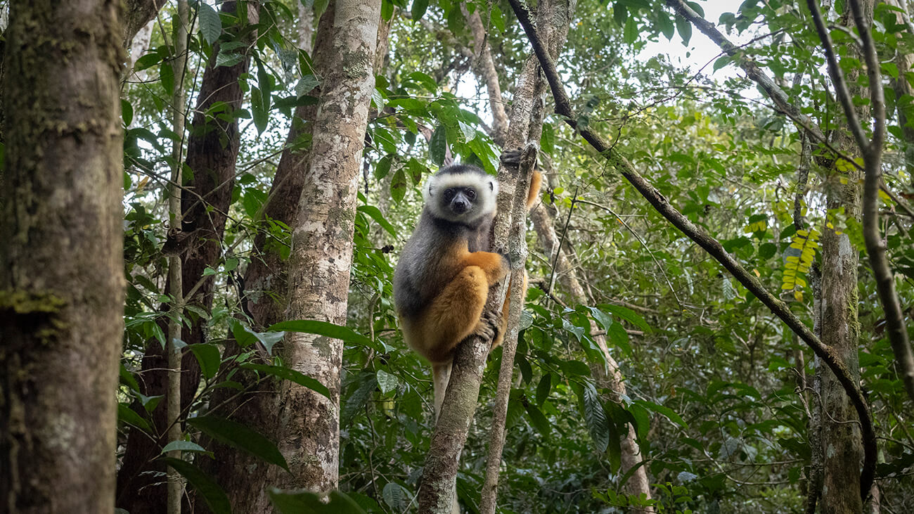 un lémur sifaca de diadema en Andasibe