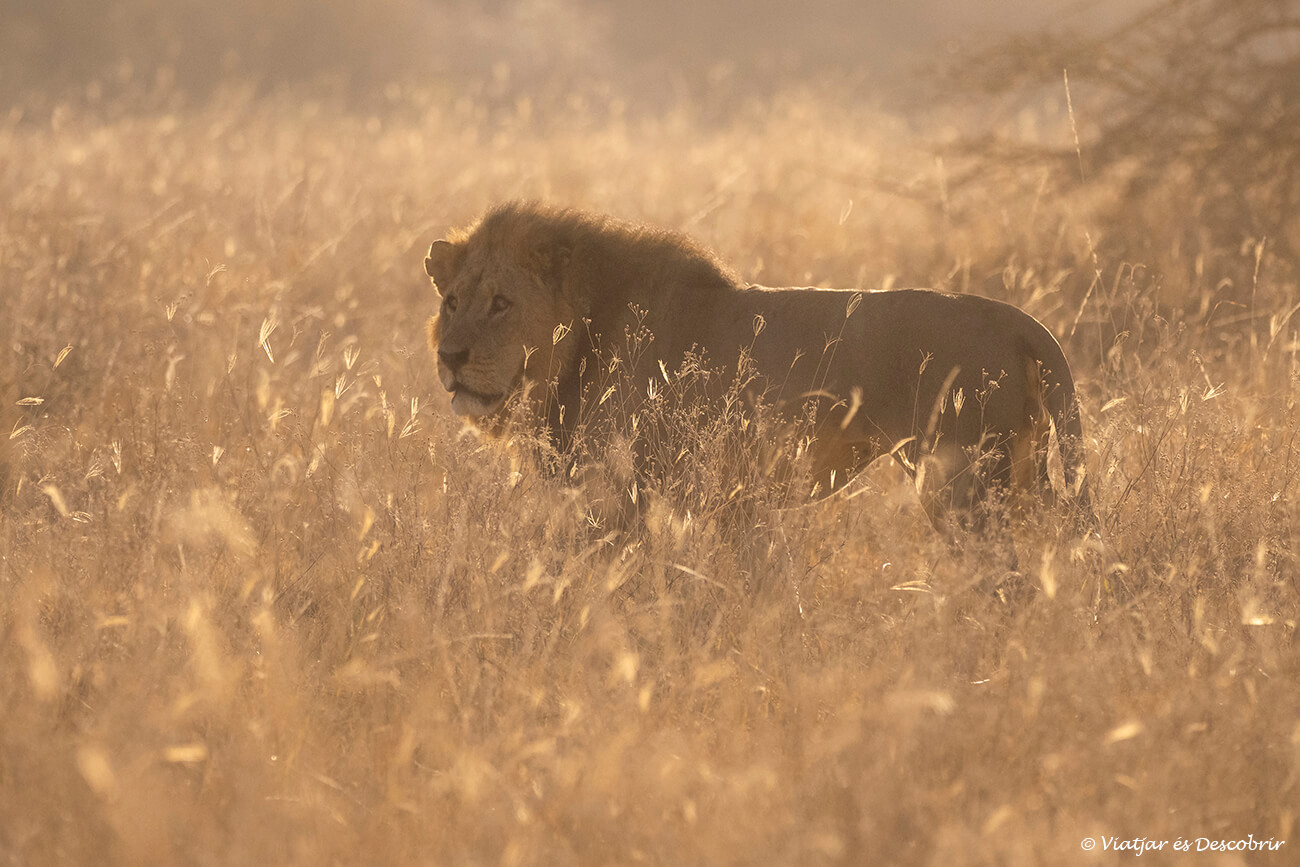 león durante la salida de sol en el parque nacional del lago Nakuru