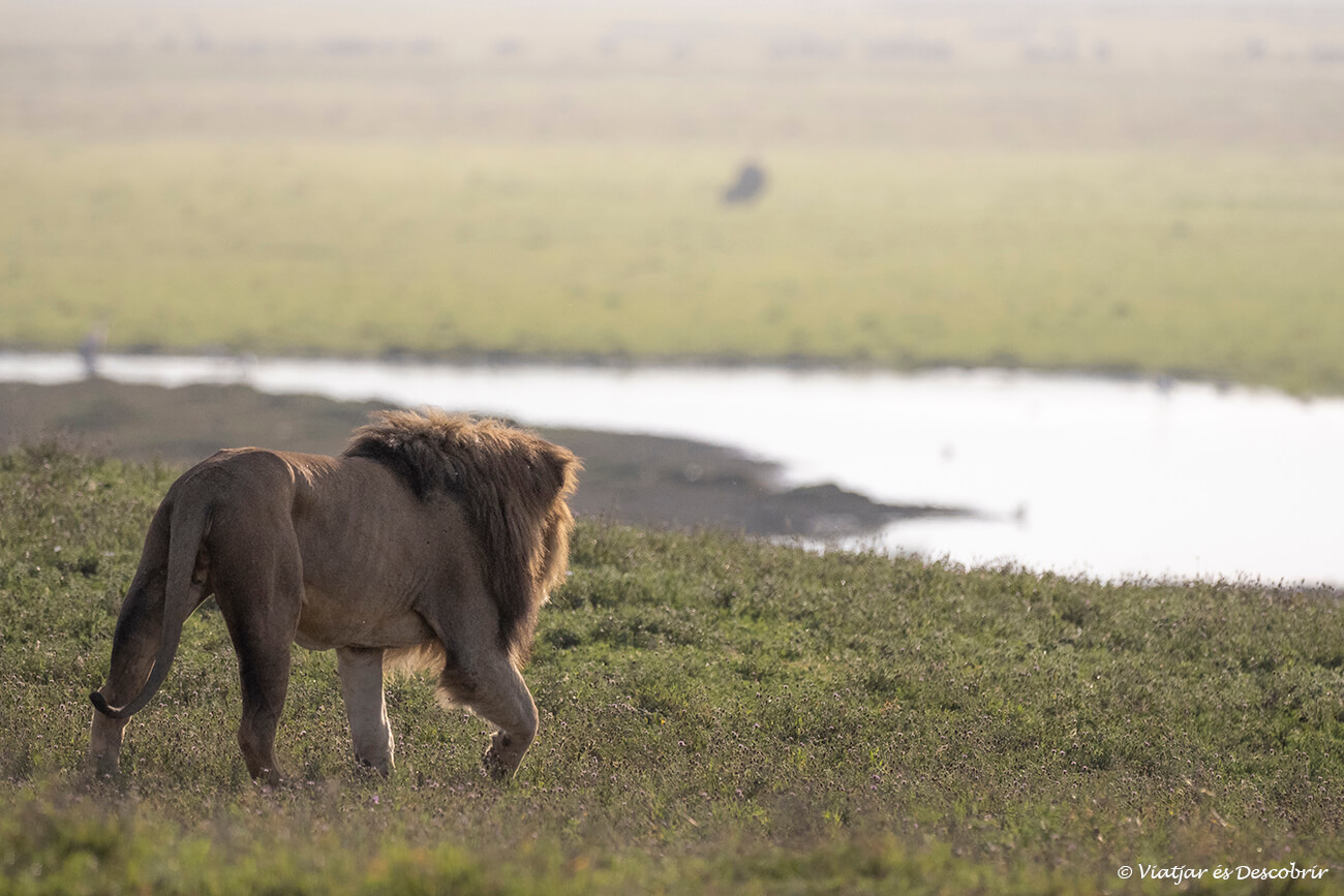 un león macho alejándose de la pista por donde pasan los 4x4 de safari en el Ngorongoro