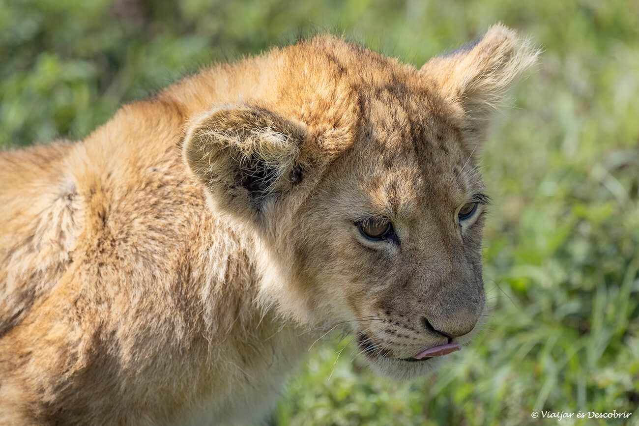 león al Ngorongoro durante un safari