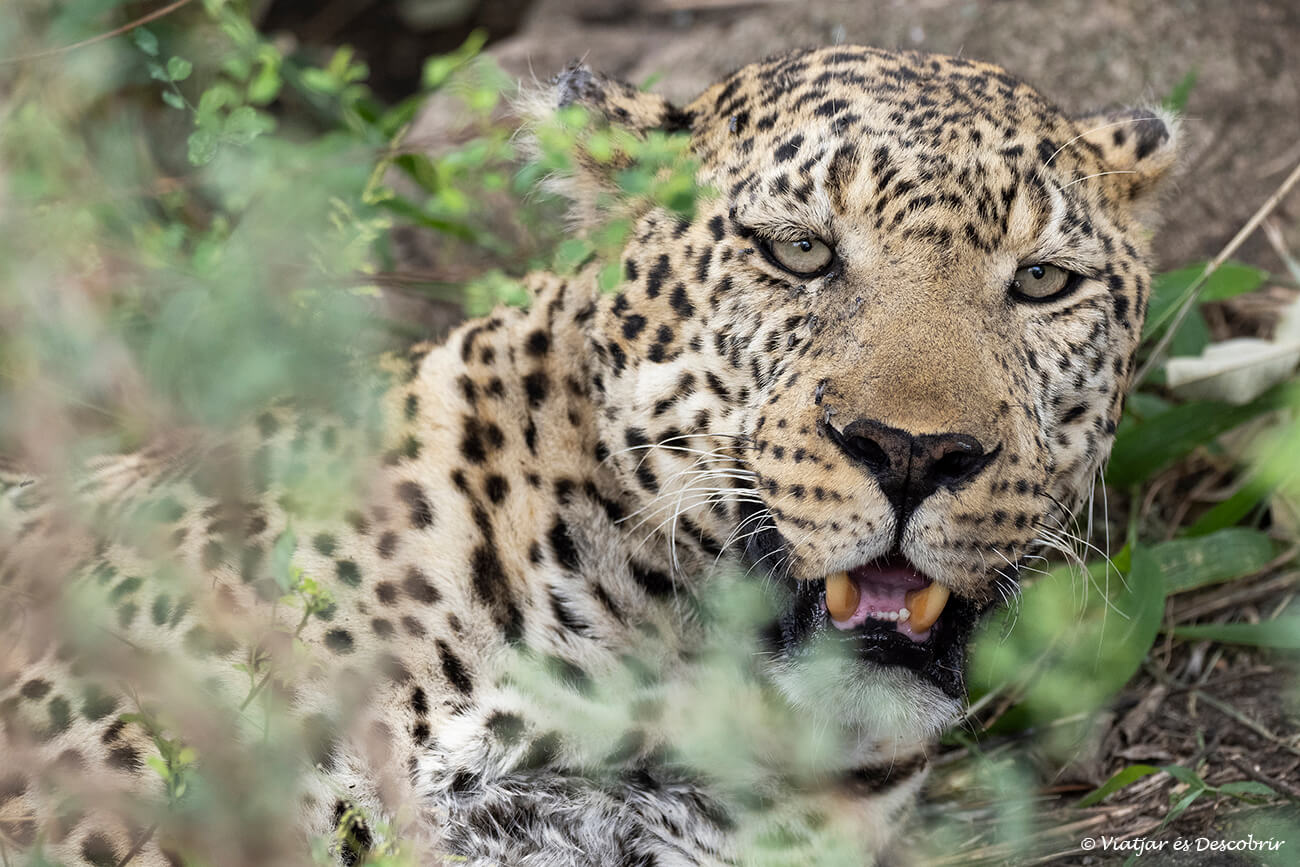 primer plano de un leopardo entre unos arbustos