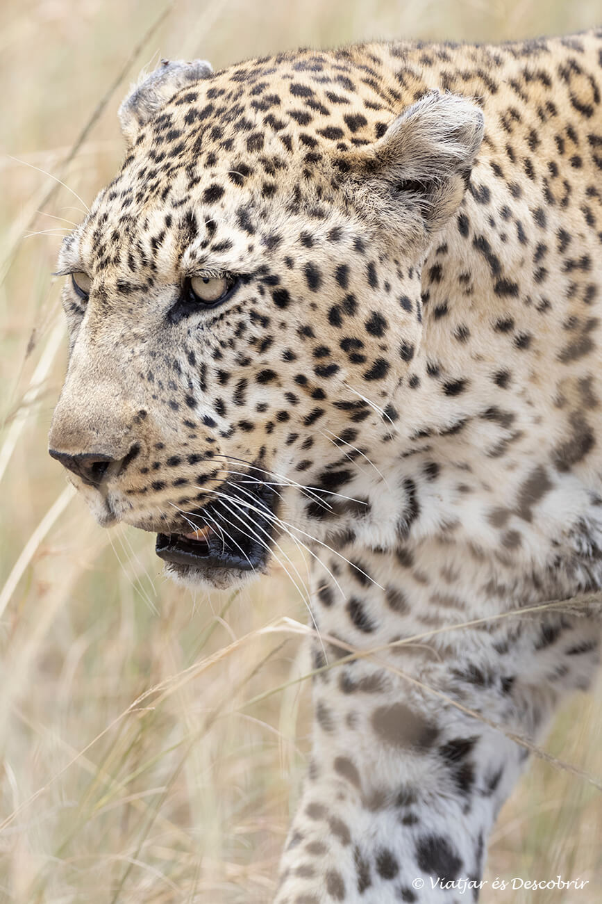primer plano de un leopardo en el masai mara