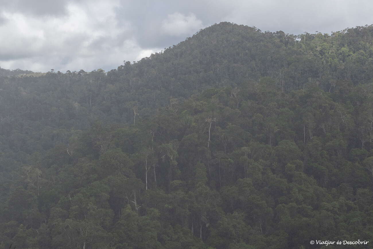 detalles de las colinas y selva de Mantadia bajo una fina lluvia muy habitual en esta zona de Madagascar