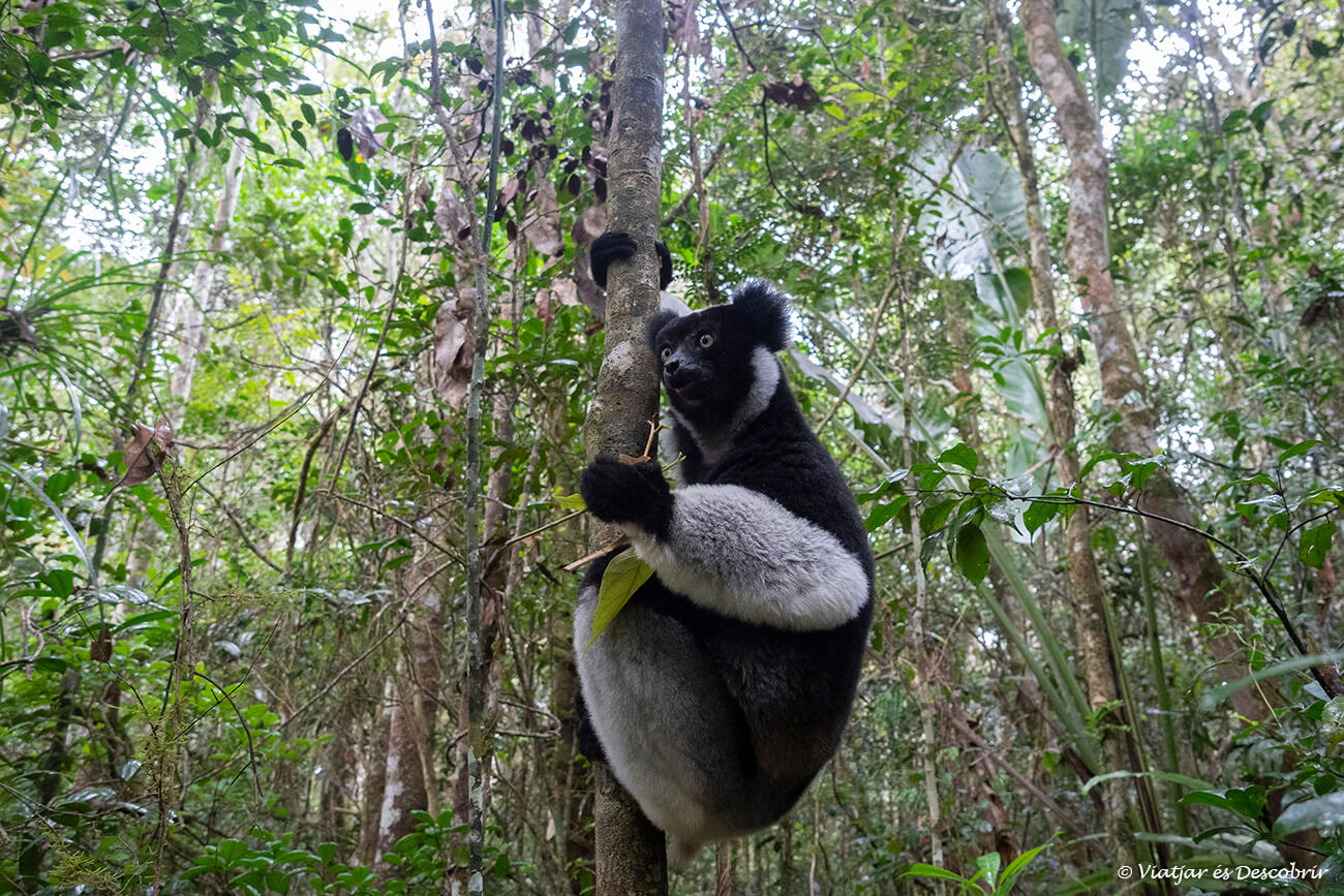 primer plano de un lémur comiendo hojas en la reserva de Mitsinjo