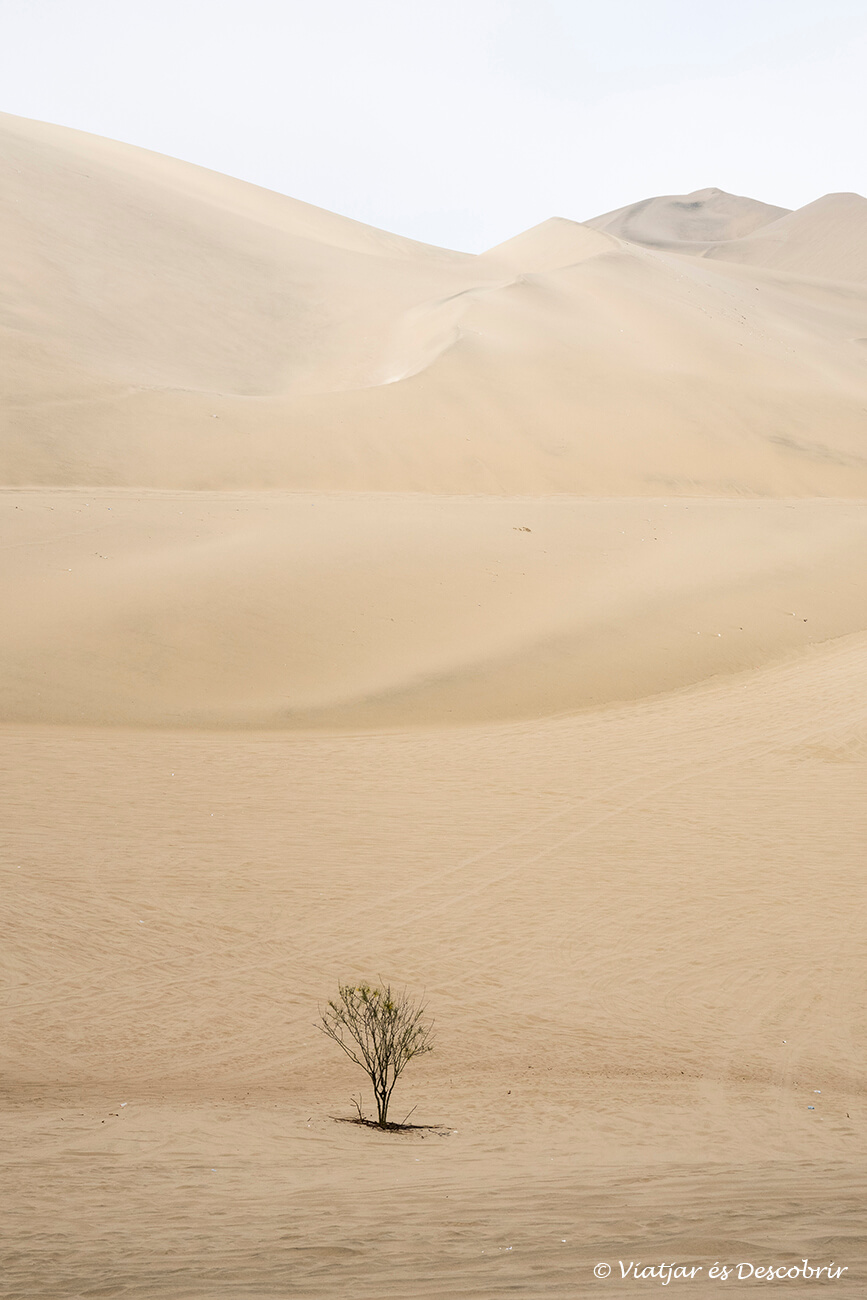 llegar al oasis de Huacachina desde Lima por la mañana permite ver esta parte del desierto cubierta de niebla y en un ambiente muy diferente