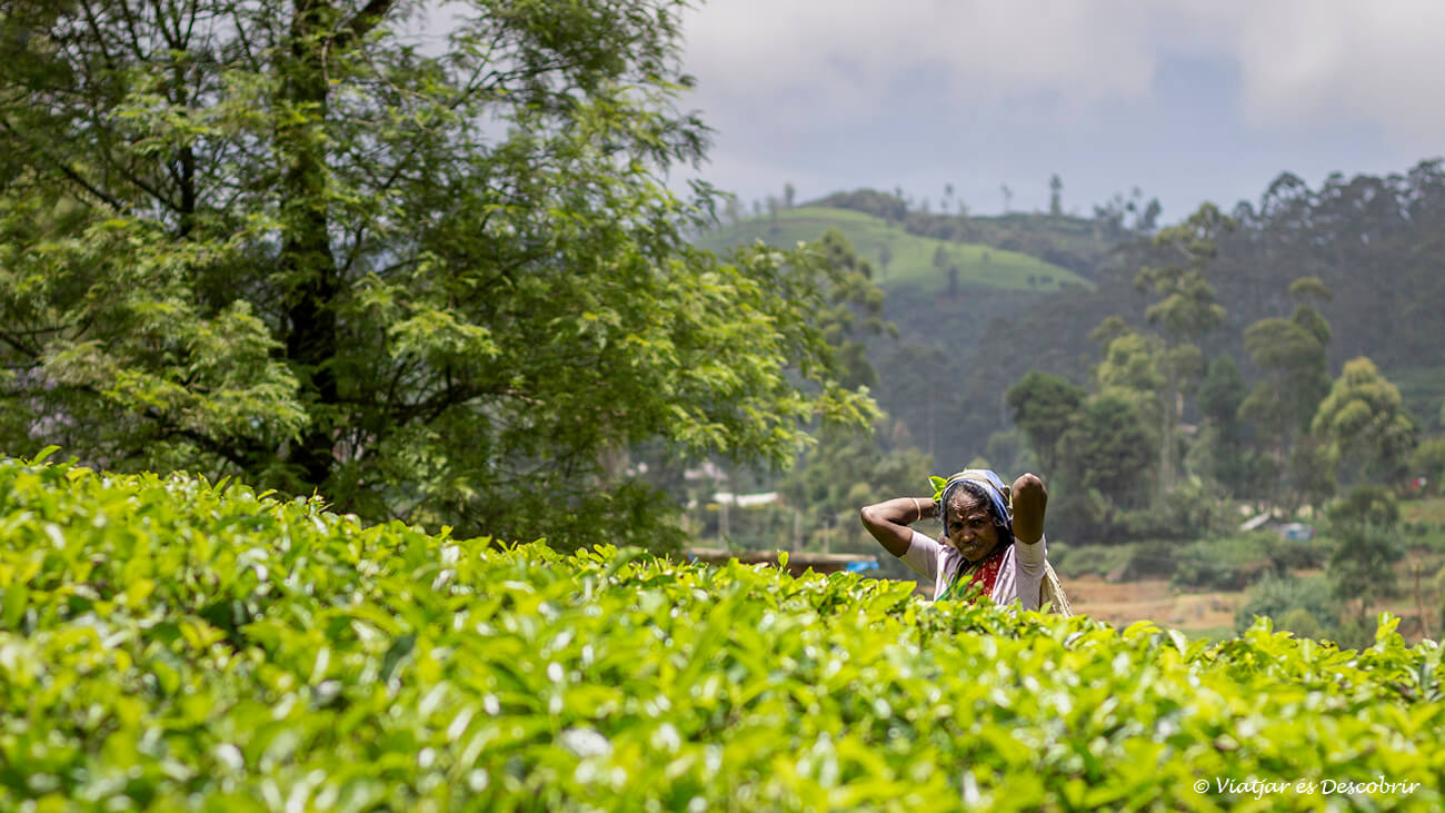 una mujer de sri lanka cosechando tiene de la manera tradicional cerca de algunas de las fábricas que ver en Nuwara Eliya