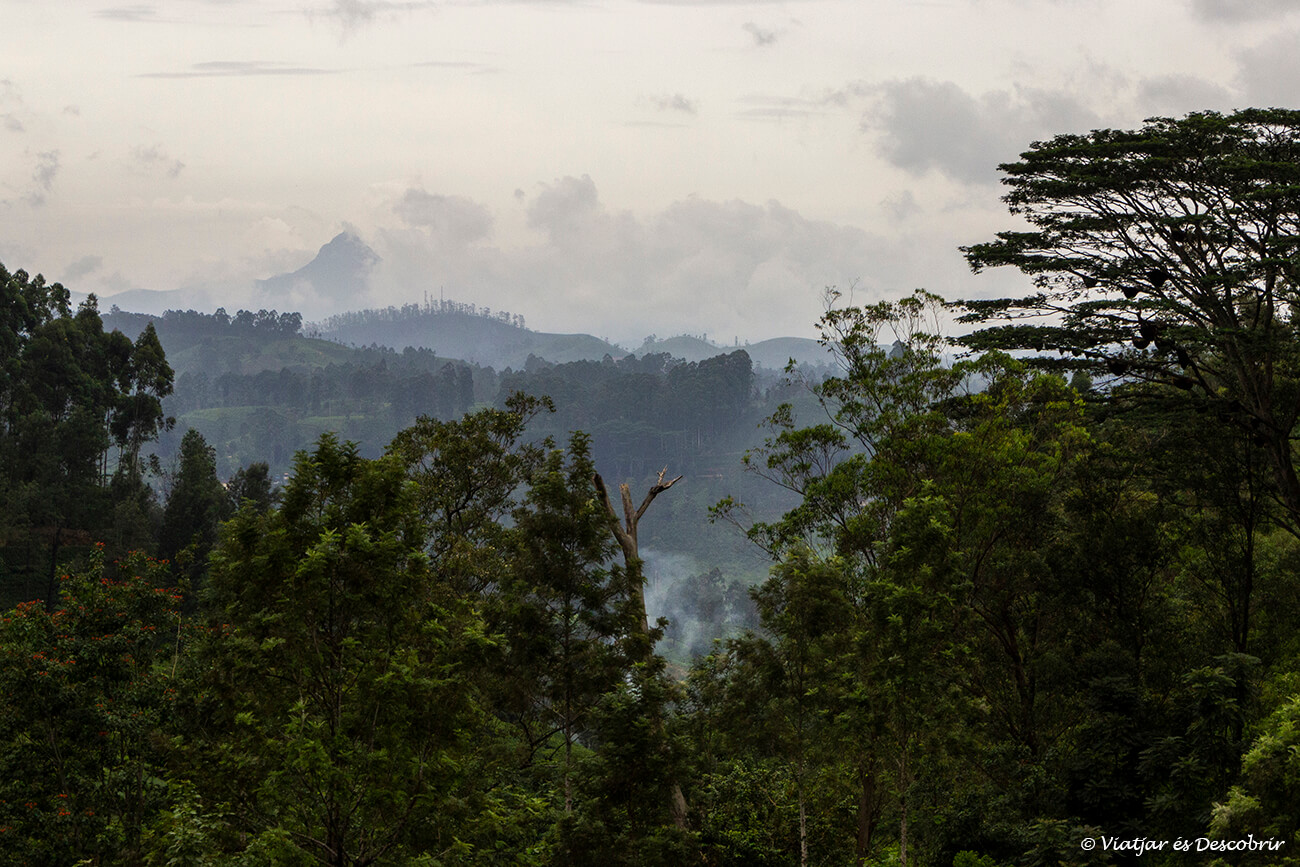 tunrones y vegetación en las afueras de Nuwara Eliya