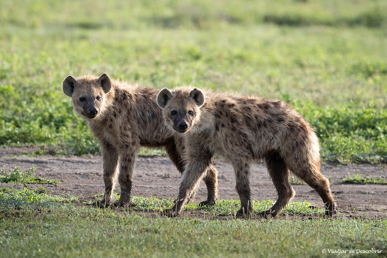 dos jóvenes jóvenes en el Ngorongoro
