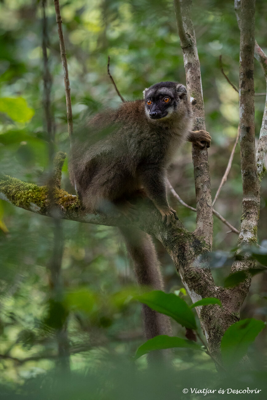 lémur marrón entre los árboles cerca del Parque Nacional Andasibe-Mantadia