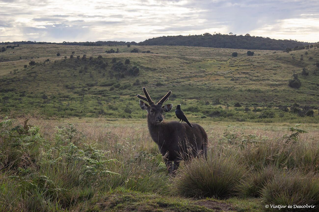 un ciervo Sambaar en el parque nacional Horton Plains que es un rincón de naturaleza que ver en Nuwara Eliya muy interesante