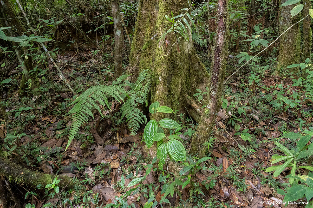 detalles de la vegatación del bosque primario de Mantadia
