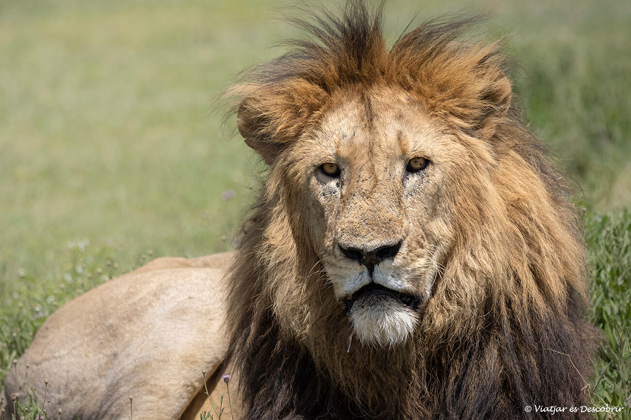 primer plano de uno de los machos de león dominantes en el Ngorongoro