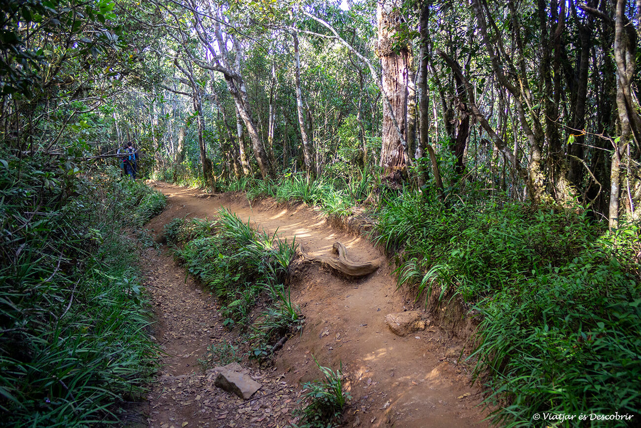 bosque durante la ruta de 9 kilómetros circular por parque nacional horton plains