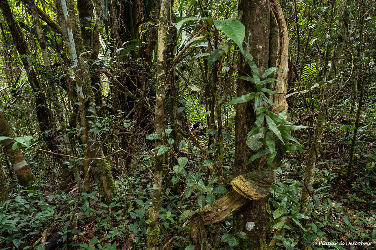 detalles de la selva que rodea al pequeño pueblo de Andasibe en Madagascar