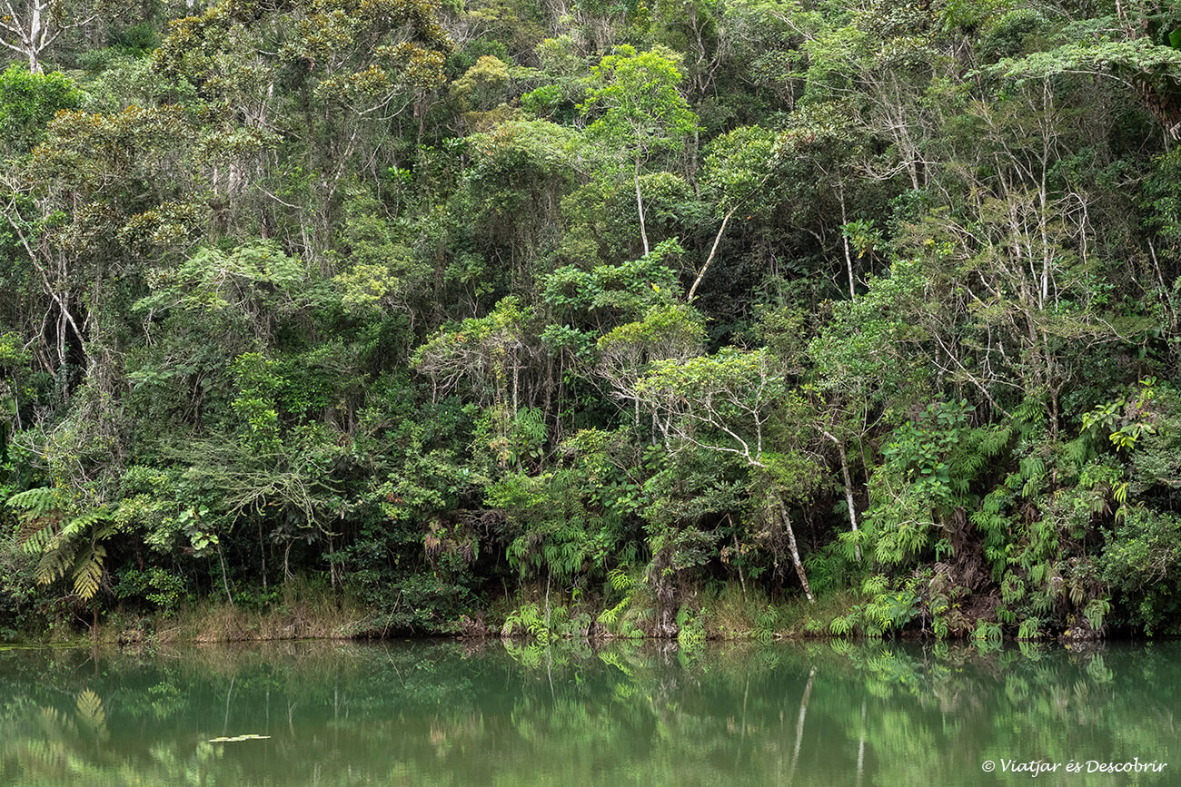 detalles de un pequeño lago rodeado de árboles en el Parque Nacional Andasibe-Mantadia